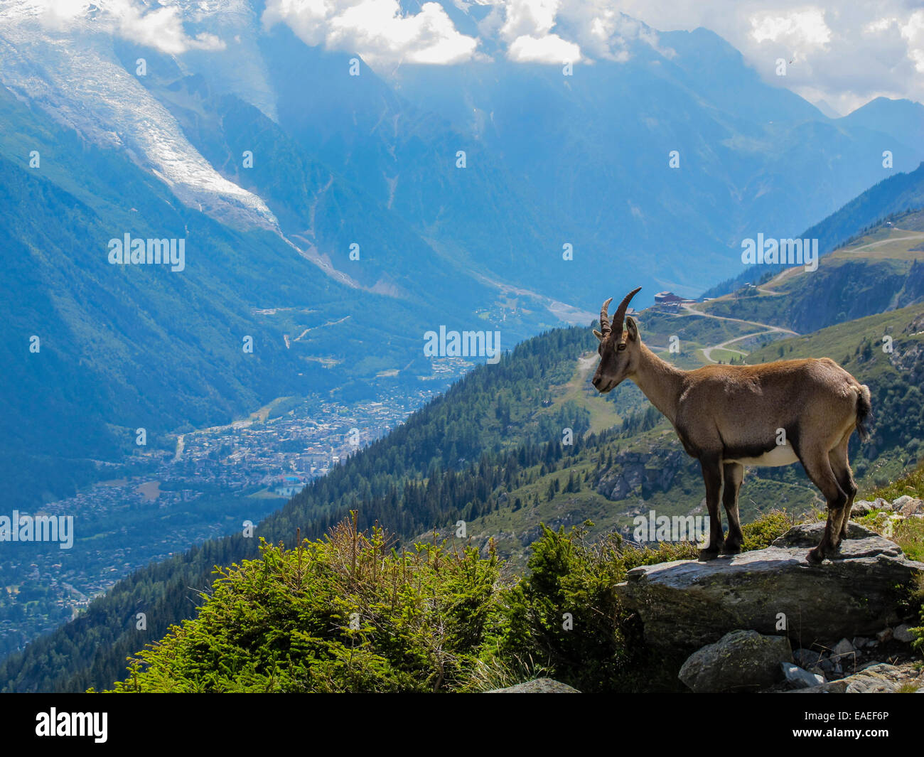 Bouquetin (también denominado Ibex o Gemse) mirando hacia el valle de Chamonix Foto de stock