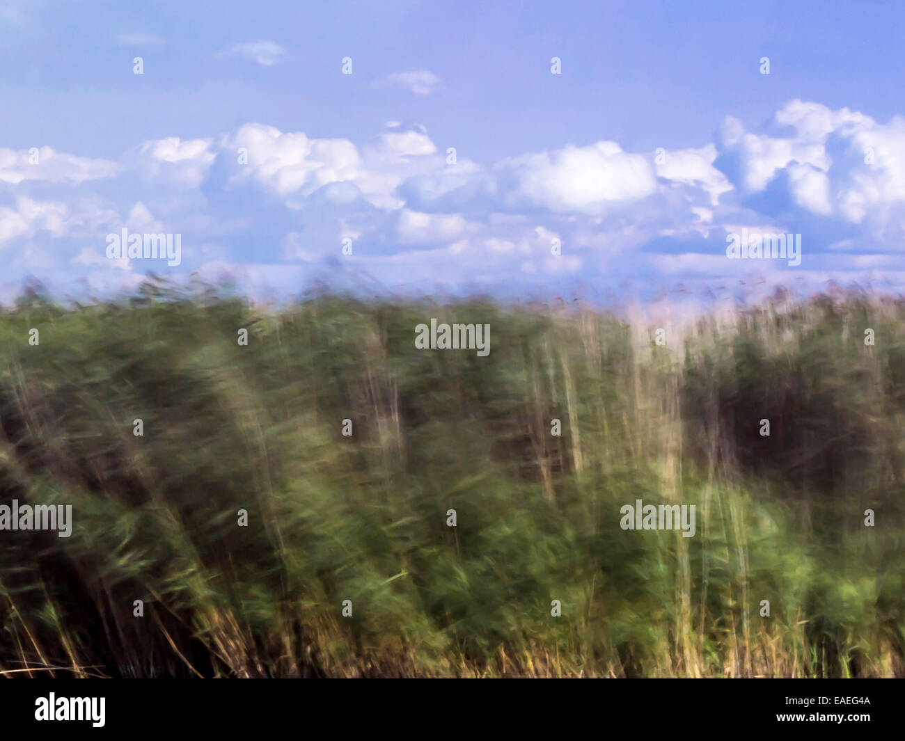 Campo escena, capturando un lecho de caña verde en día ventoso con banco de nubes y el cielo azul de fondo. Introdujo el desenfoque de movimiento. Foto de stock