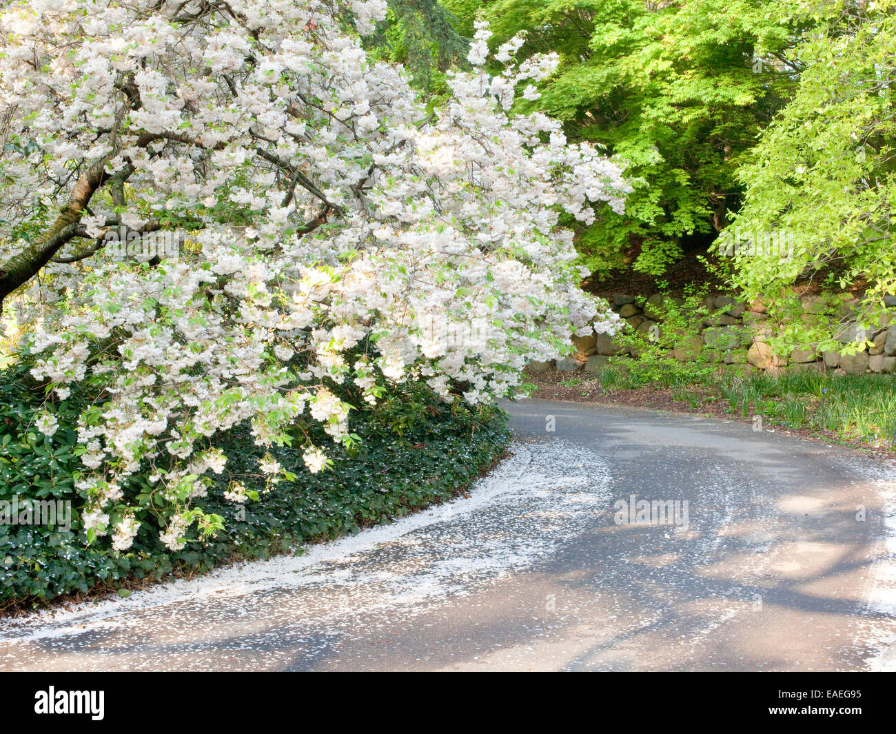 Primavera de flores y pétalos de flores en árboles caídos y a lo largo de la carretera Foto de stock