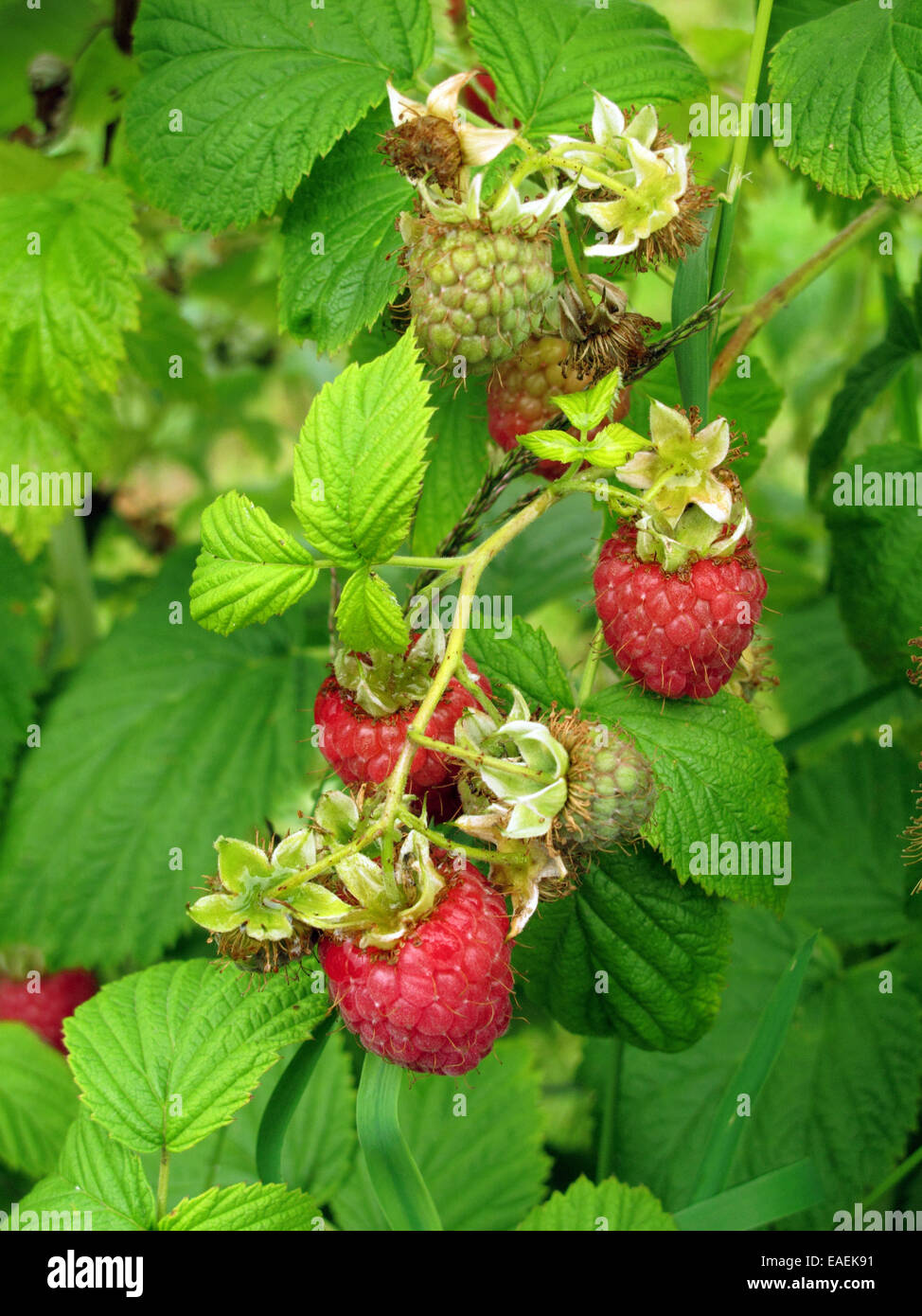 Raspberry frutas maduras y la maduración en el casquillo. Foto de stock