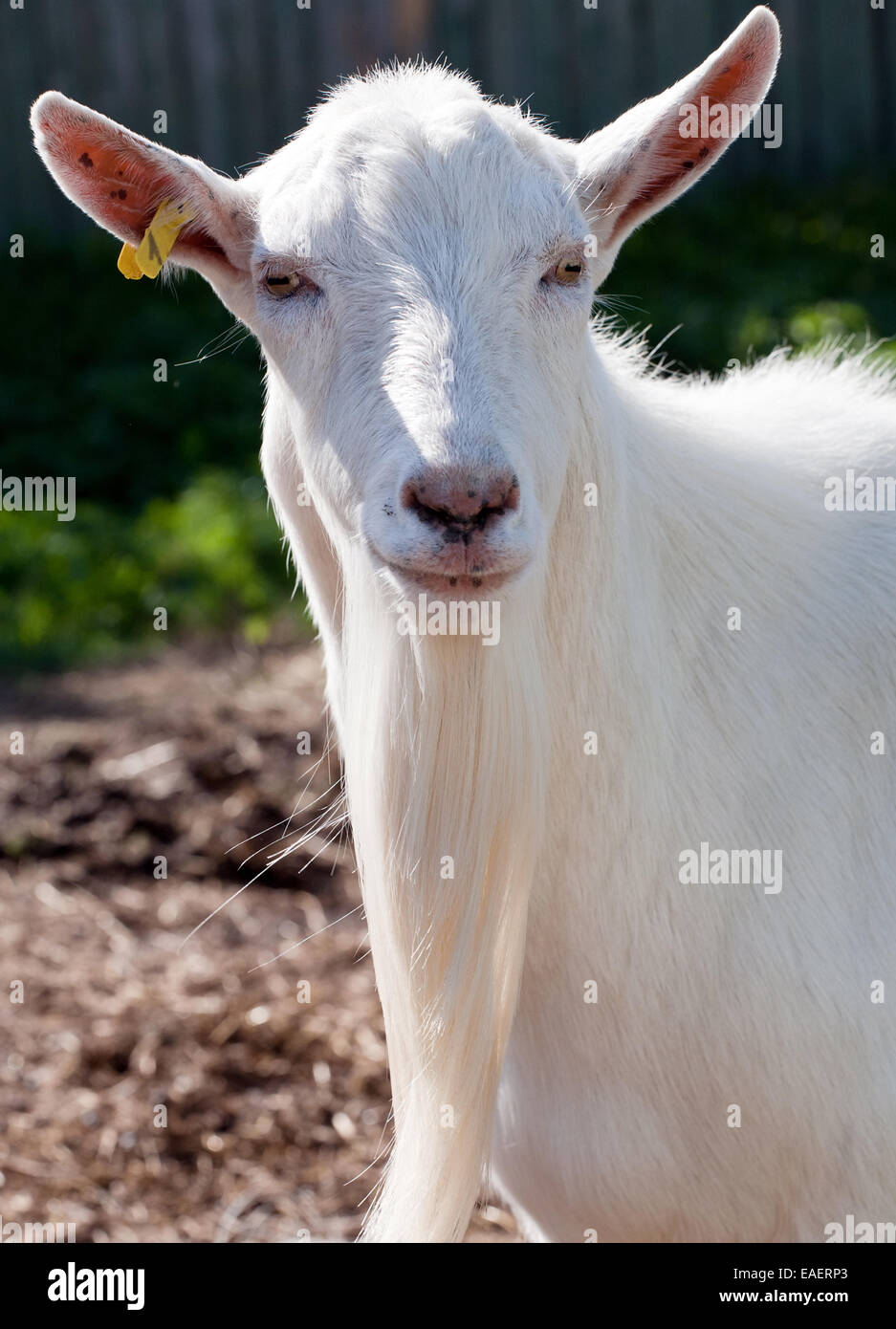 Cabra blanca closeup hocico gracioso retrato sobre fondo exterior Foto de stock