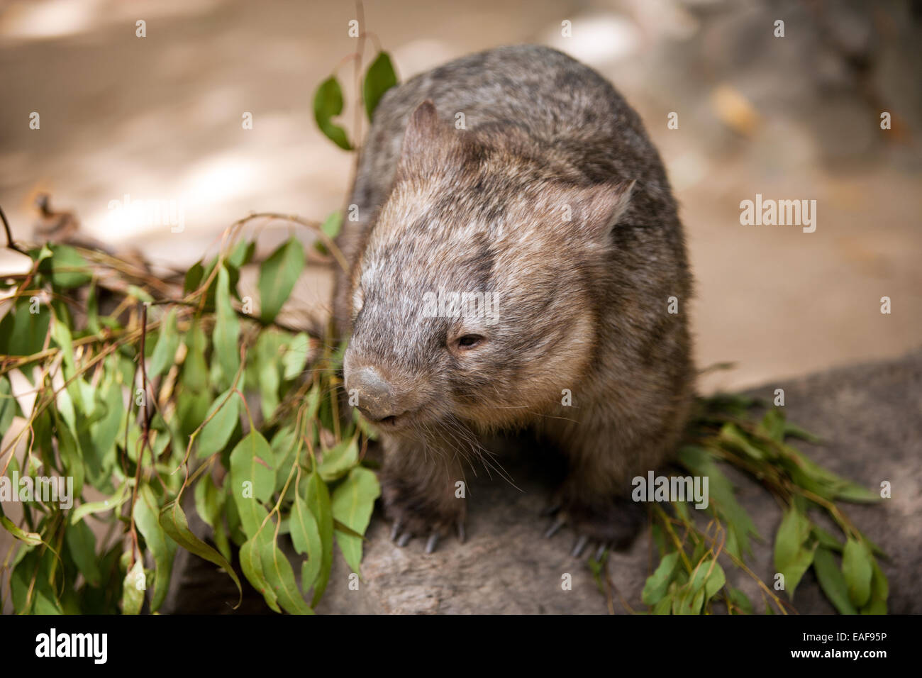 Wombat nariz peluda. Foto de stock