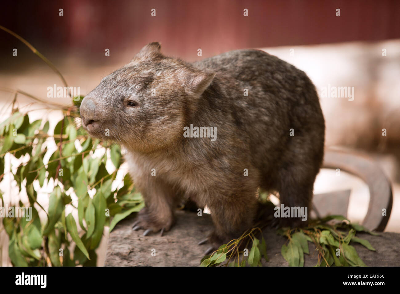 Wombat nariz peluda. Foto de stock