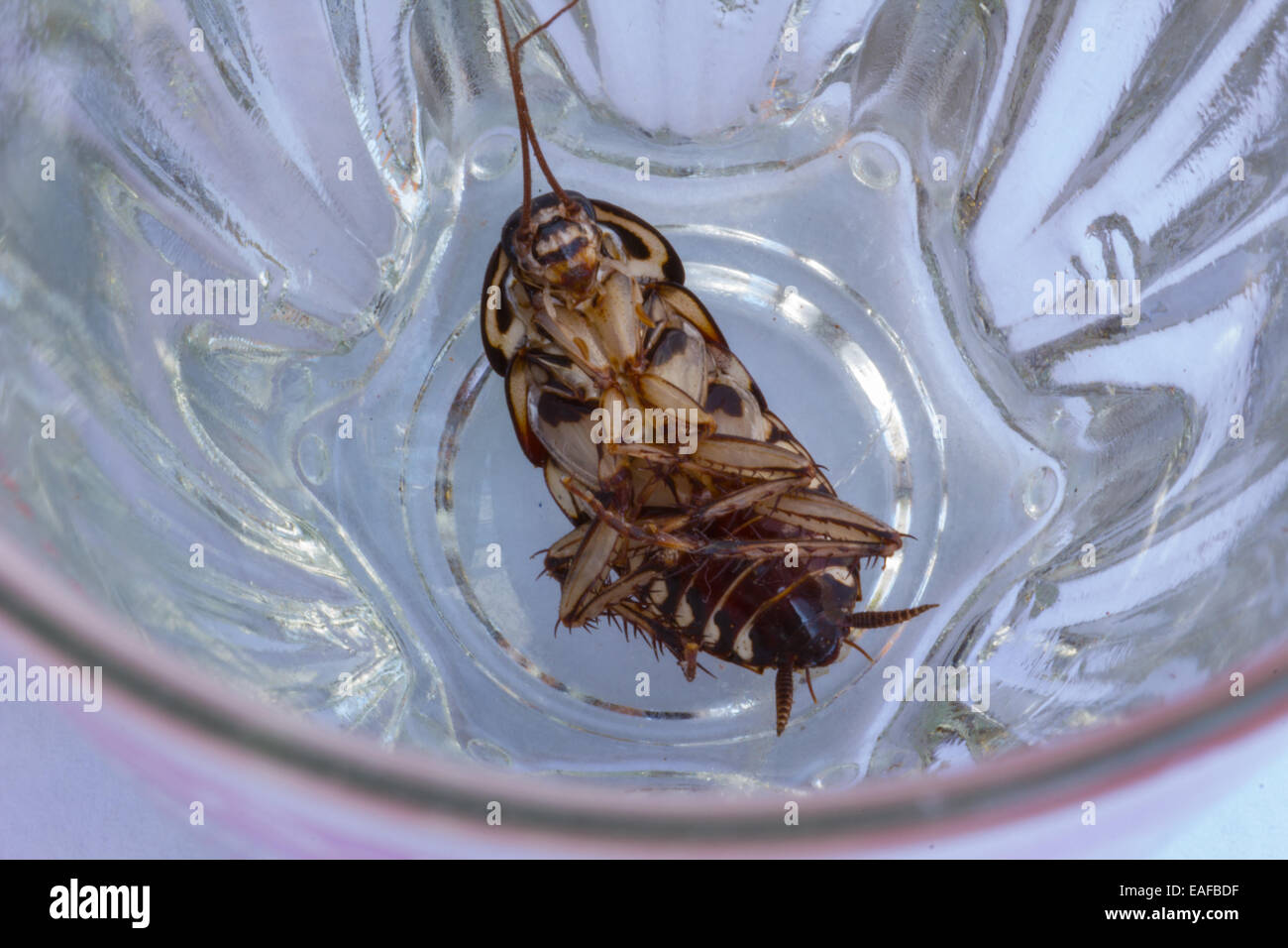 Cucaracha De Agua Fotos e Imágenes de stock Alamy