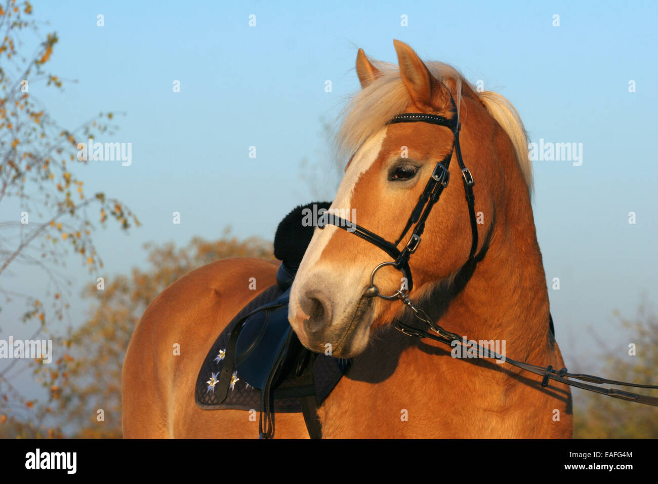 Monturas para caballos fotografías e imágenes de alta resolución - Página 2  - Alamy