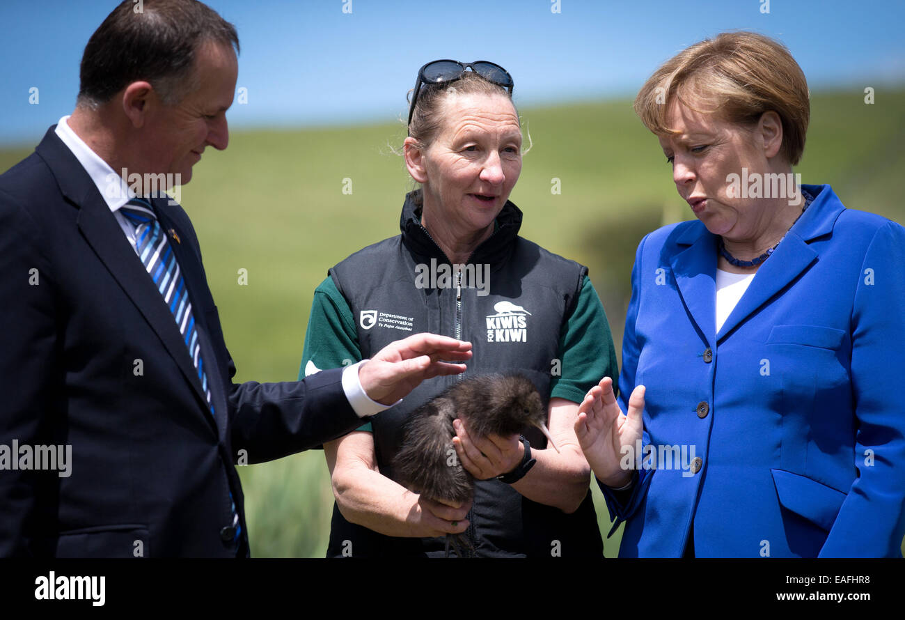 La Canciller Alemana Angela Merkel Cdu Mascotas Un Joven Kiwi En La Isla Motutapu En Nueva Zelandia El 14 De Noviembre De 2014 Las Aves Nocturnas Esta Amenazada De Extincion Motutapu Se