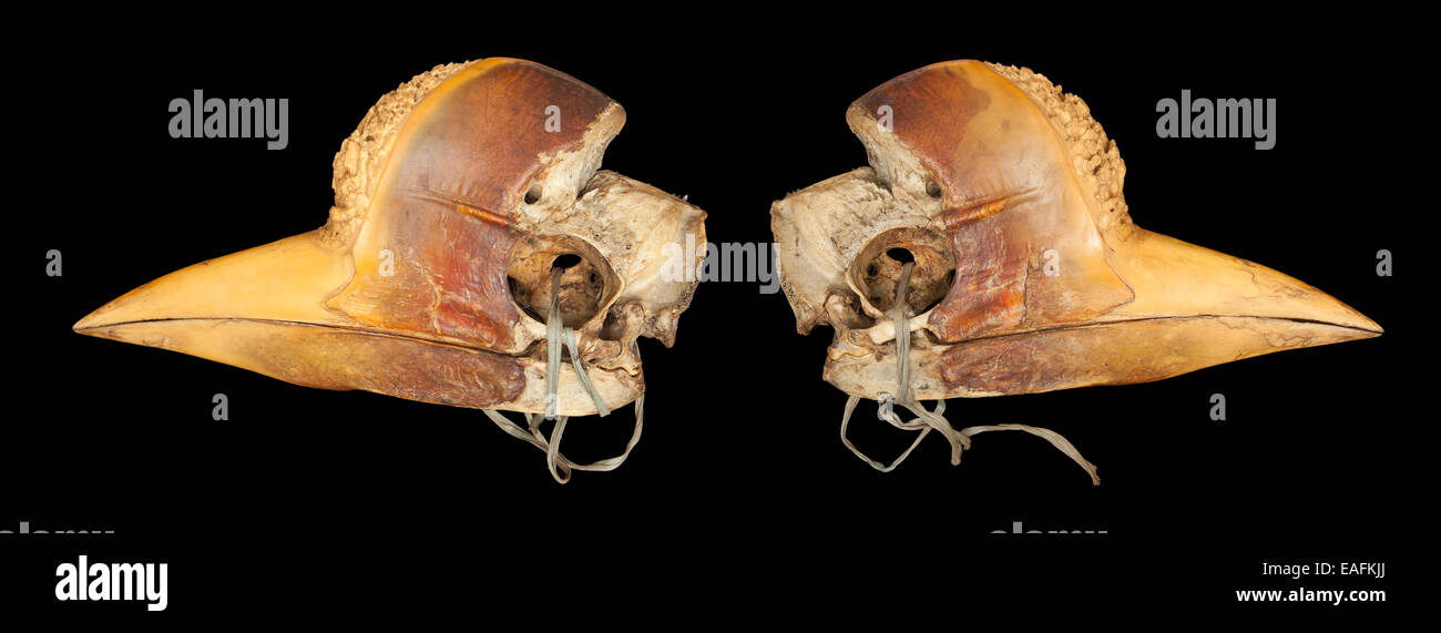 Cráneo de Bucero tallado Foto de stock