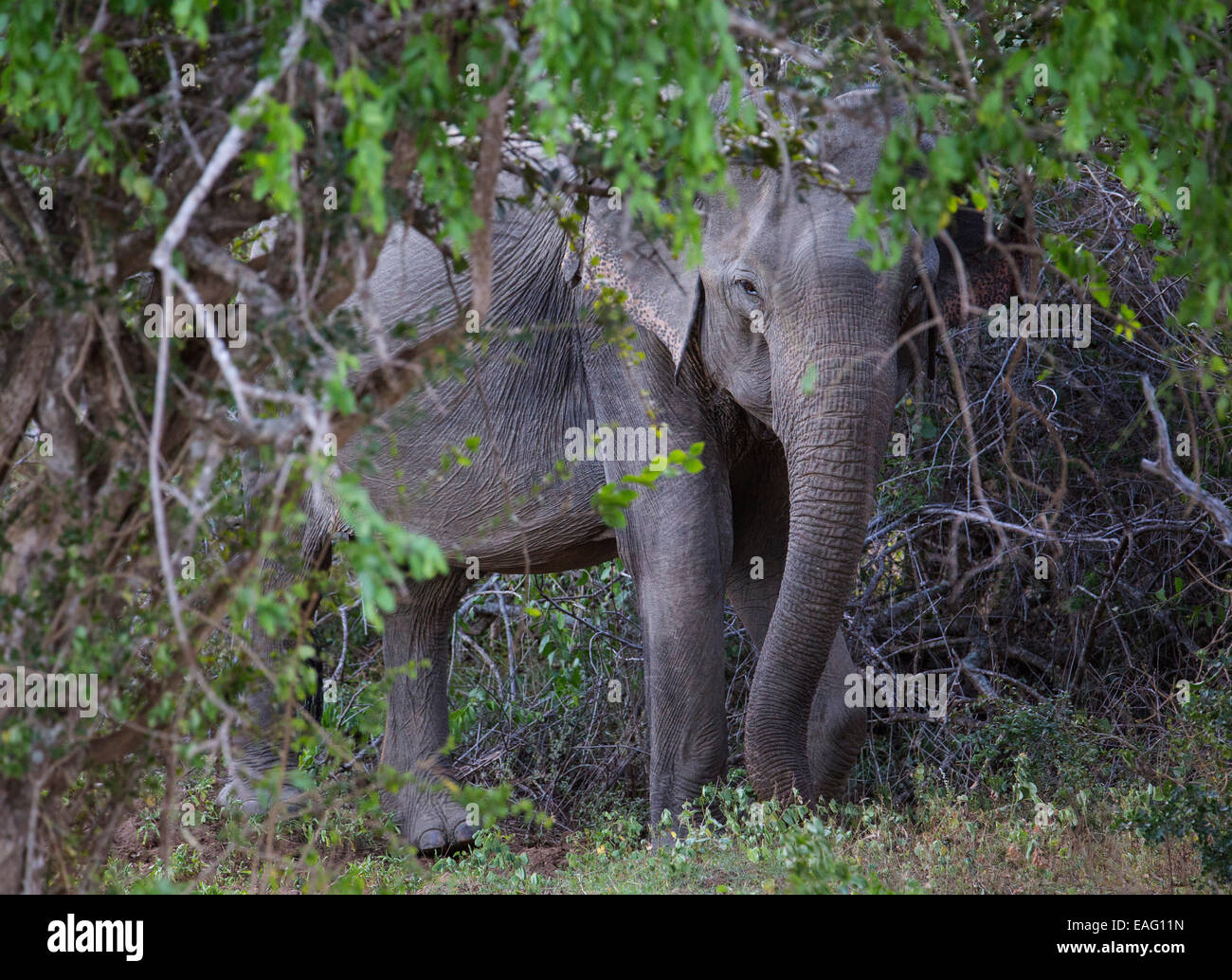 Elefante de Sri Lanka (Elephas maximus maximus) una subespecie del elefante asiático, el Parque Nacional de Yala, Sri Lanka Foto de stock