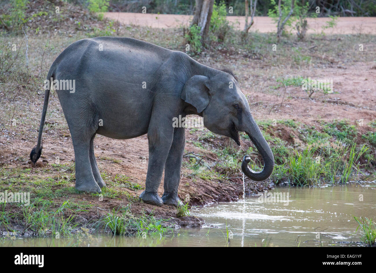 Elefante de Sri Lanka (Elephas maximus maximus) una subespecie del elefante asiático, el Parque Nacional de Yala, Sri Lanka Foto de stock
