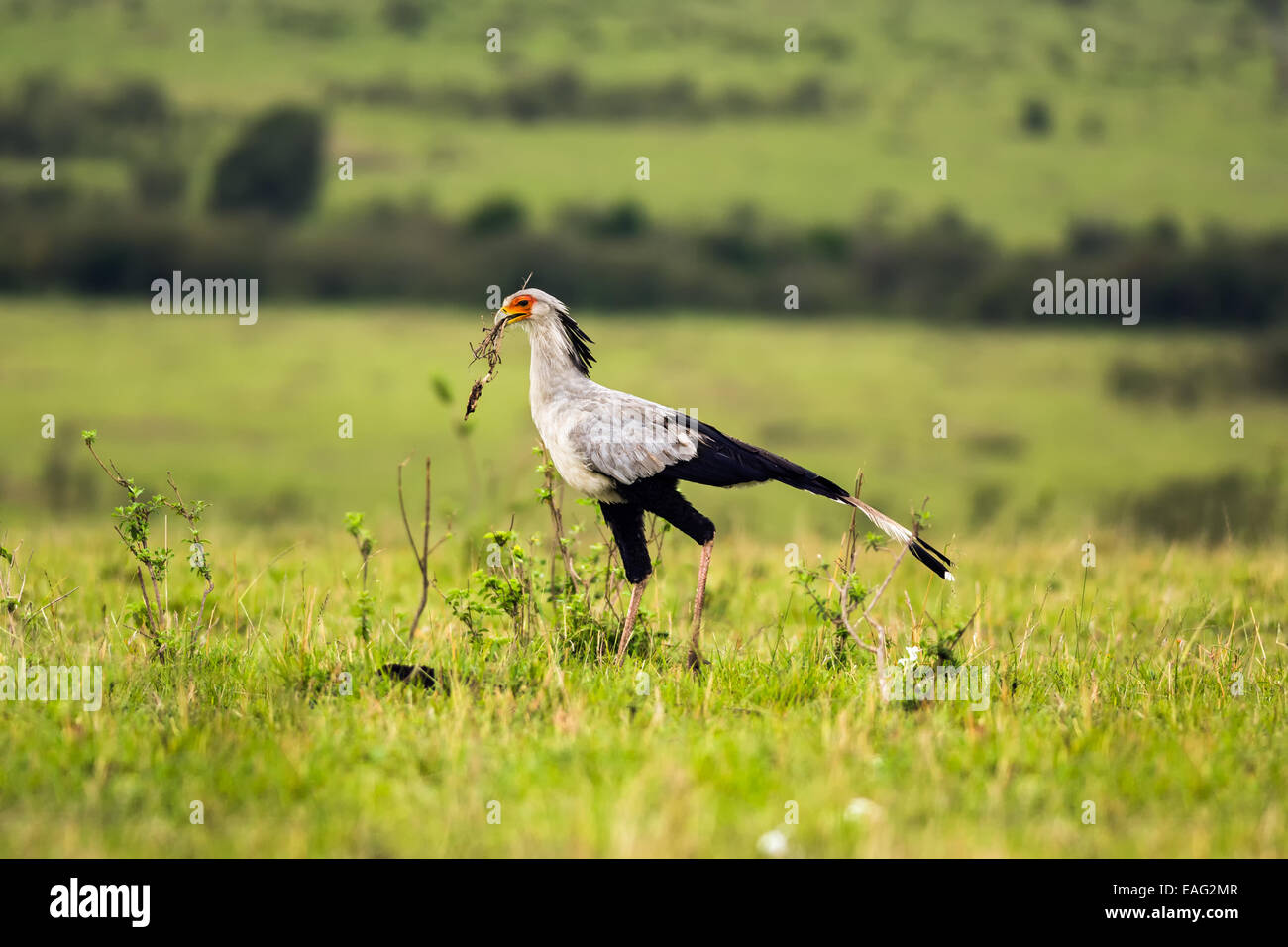 Pájaro de la sabana fotografías e imágenes de alta resolución - Alamy