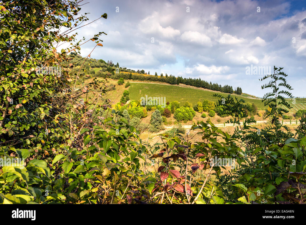 Un sendero de cipreses de la roca medieval a la torre del reloj entre los campos cultivados en el país cerca de Brisighella en Emilia Romagna, Italia Foto de stock