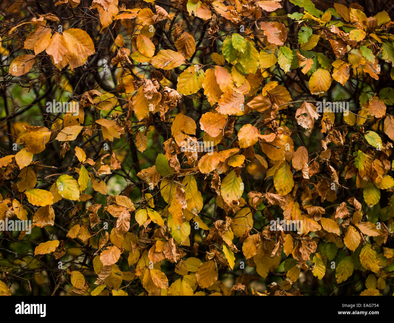 Las hojas de otoño. Foto de stock
