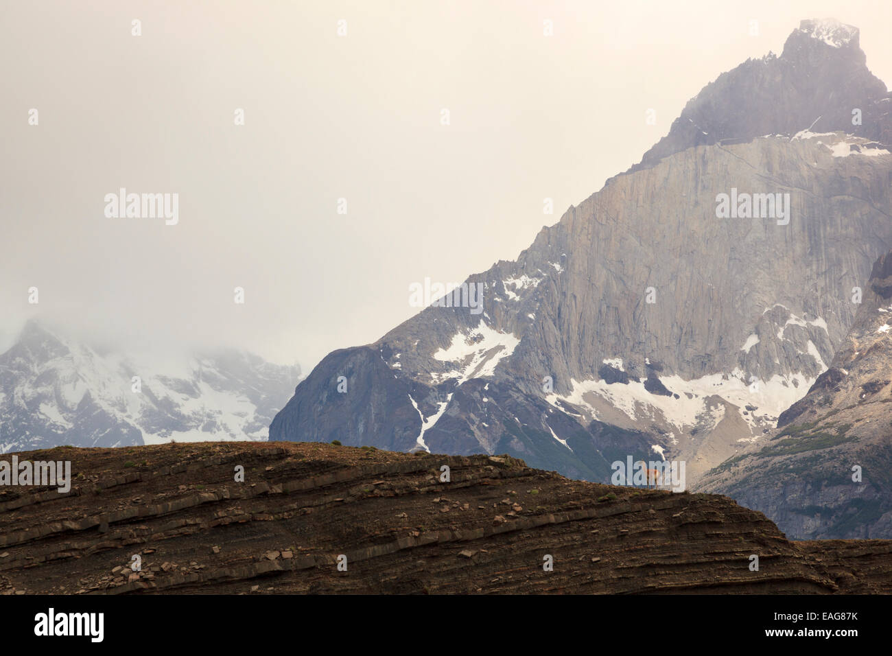 Guanaco en una colina en el paisaje, el Parque Nacional Torres del Paine, Patagonia, Chile Foto de stock