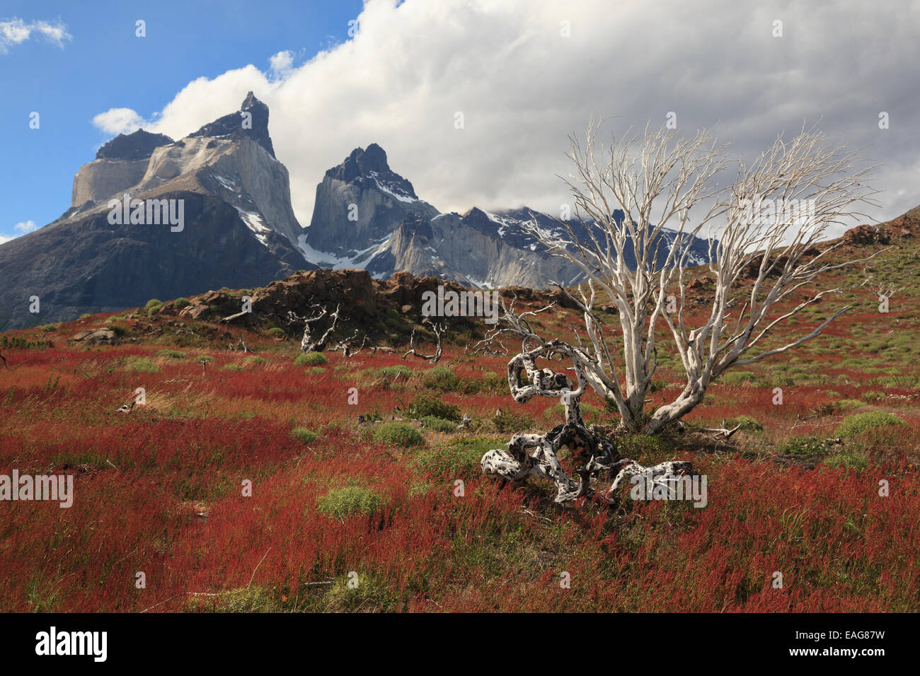 Recuperado incendio forestal, el Parque Nacional Torres del Paine, Chile Foto de stock