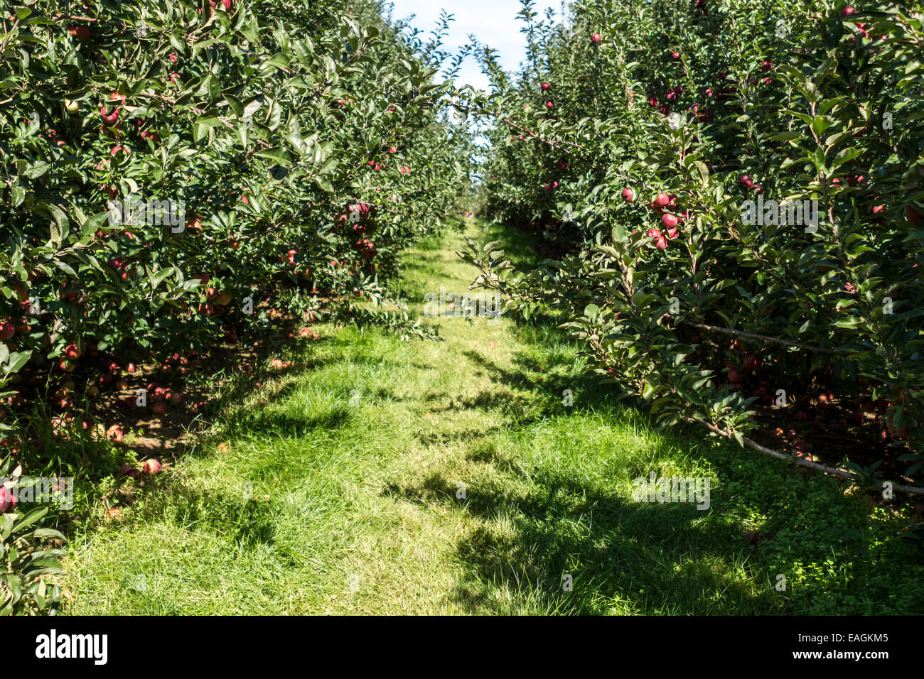 Manzanas frescas en el huerto de manzanas Foto de stock
