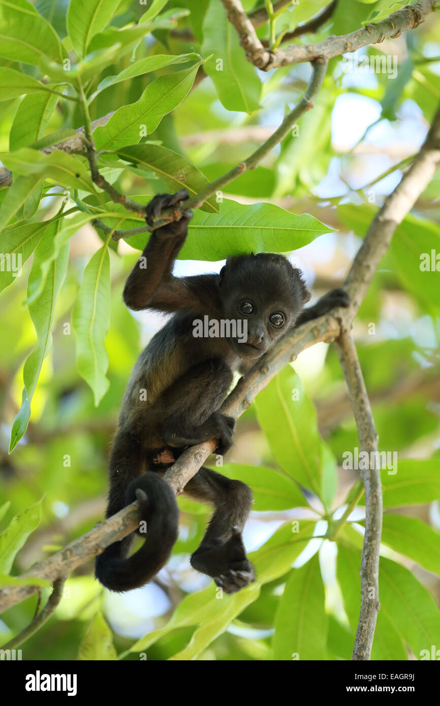 Bebé monos aulladores de manto (Alouatta palliata). Bosque seco tropical. Parque Nacional Palo Verde, Guanacaste, Costa Rica. Foto de stock