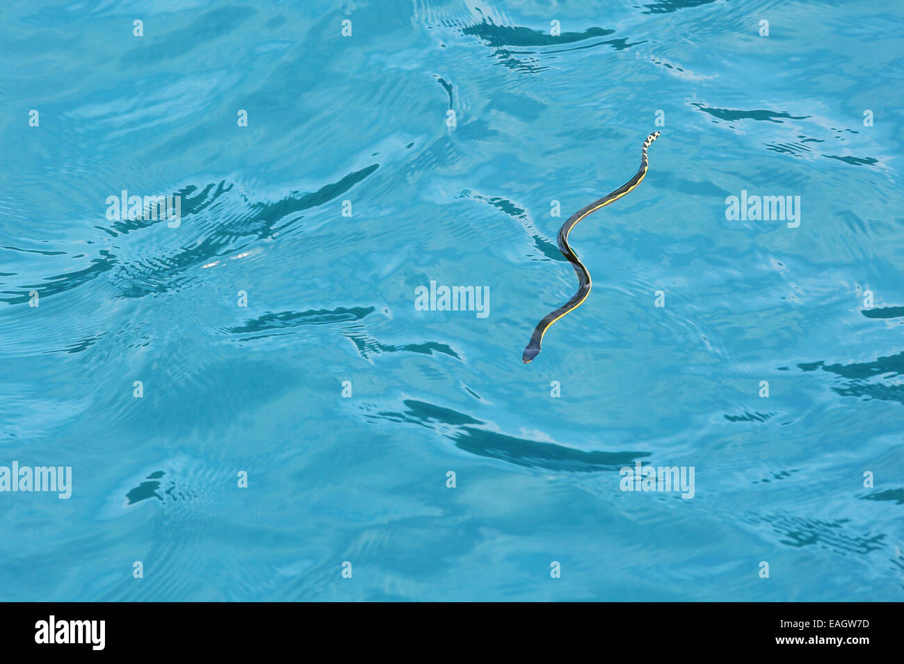 Curva amarilla (Pelamis platurus serpiente de mar) en el océano, Guanacaste, Costa del Pacífico de Costa Rica. Foto de stock