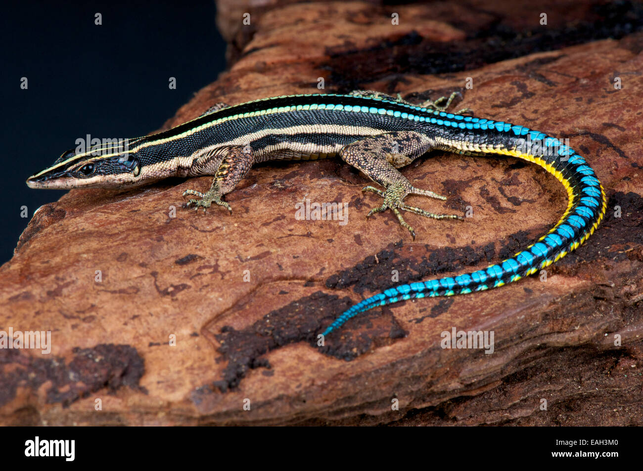 Árbol de cola azul / lagarto Holaspis guentheri Foto de stock