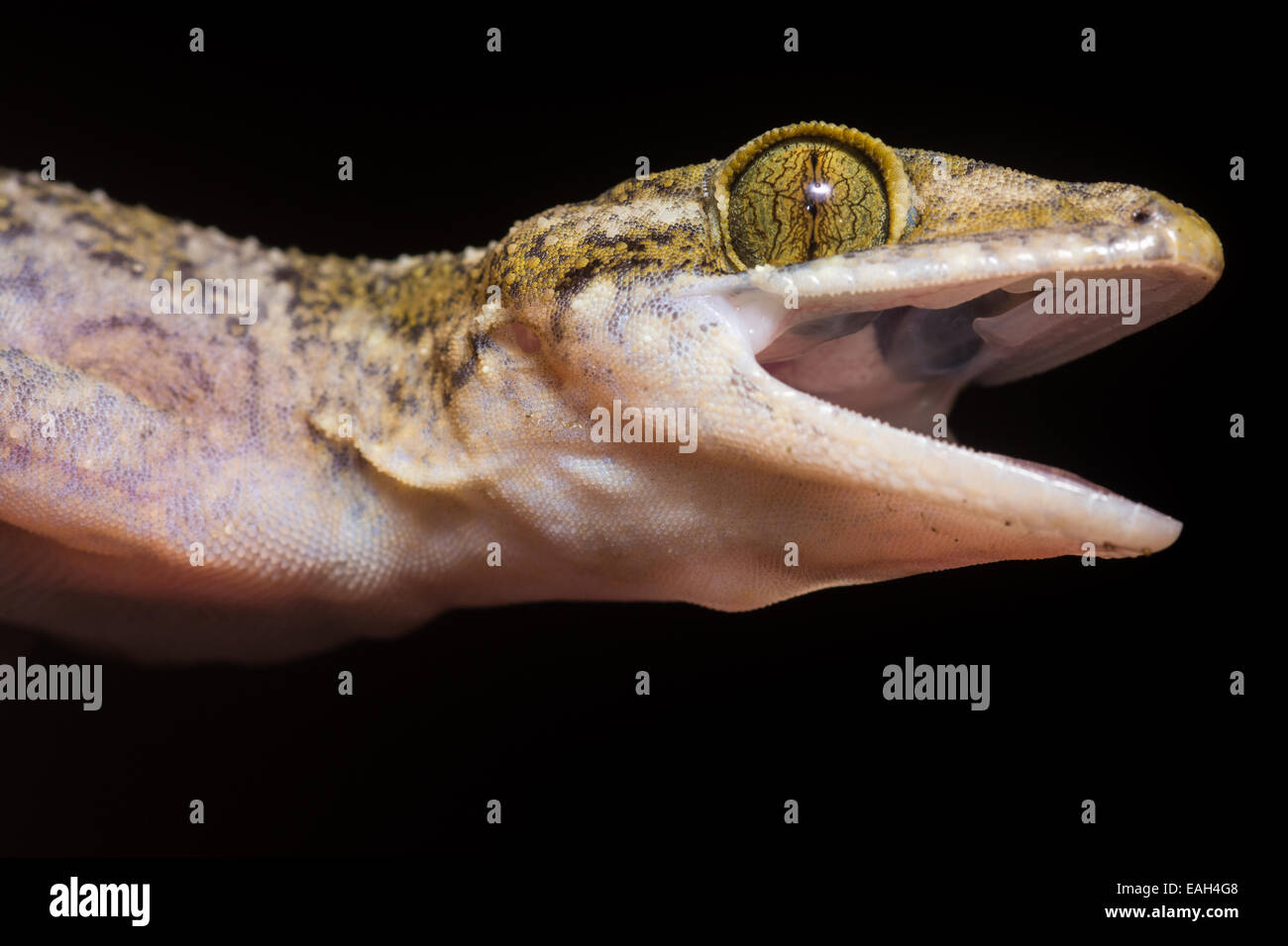 Un Yoshi's bow-fingered gecko (Cyrtodactylus yoshii) intenta buscar como intimidante posible. Foto de stock