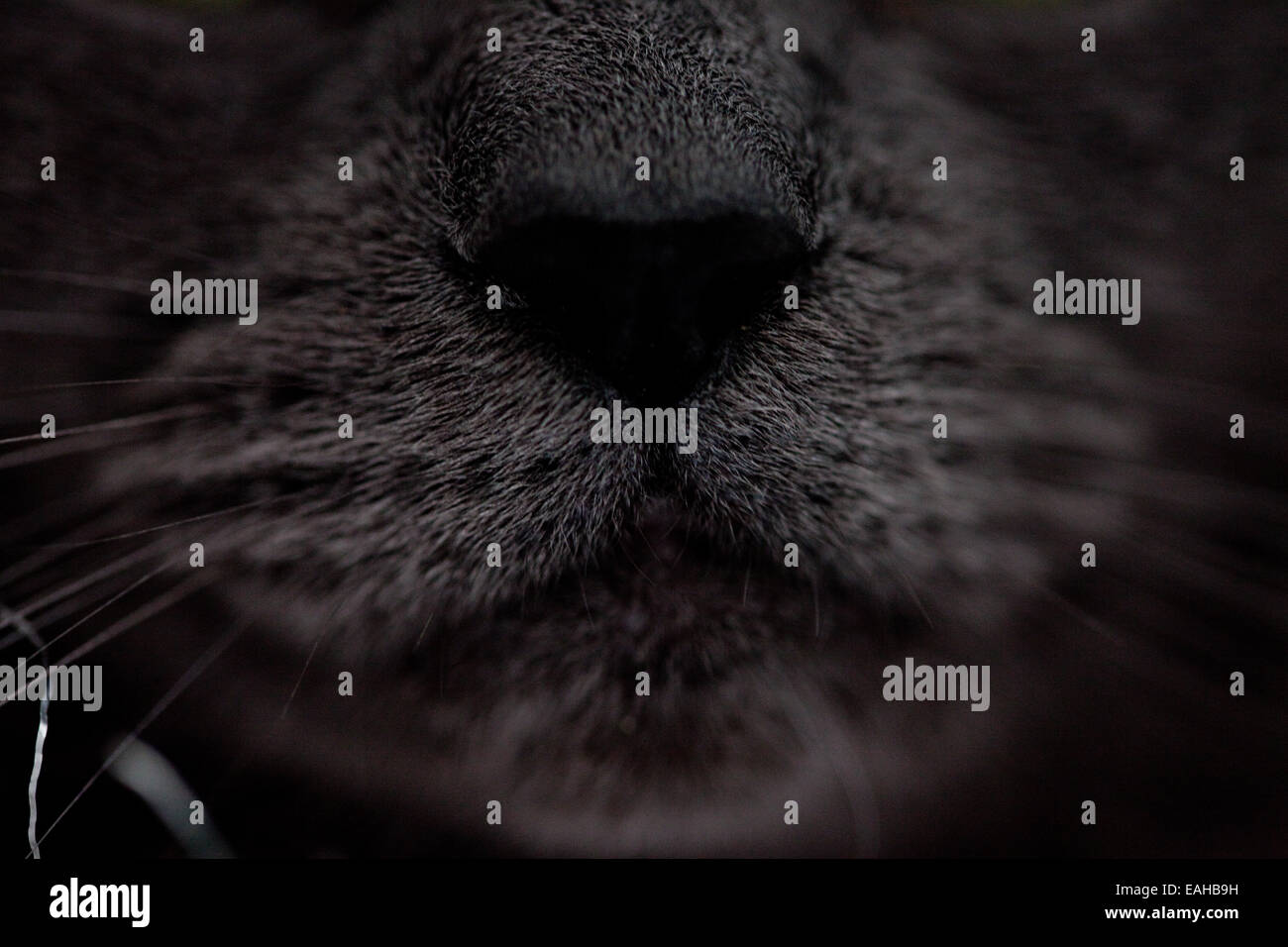 Mi amigo cat's hocico y bigotes Fotografía de stock - Alamy