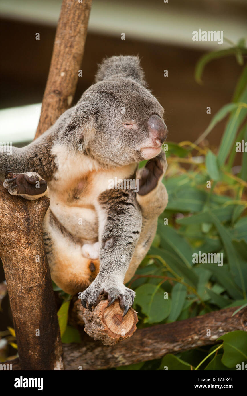 Rascarse Koala Foto de stock
