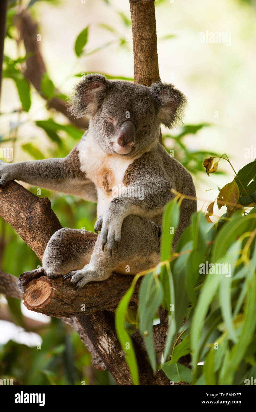 Koala durmiendo Foto de stock