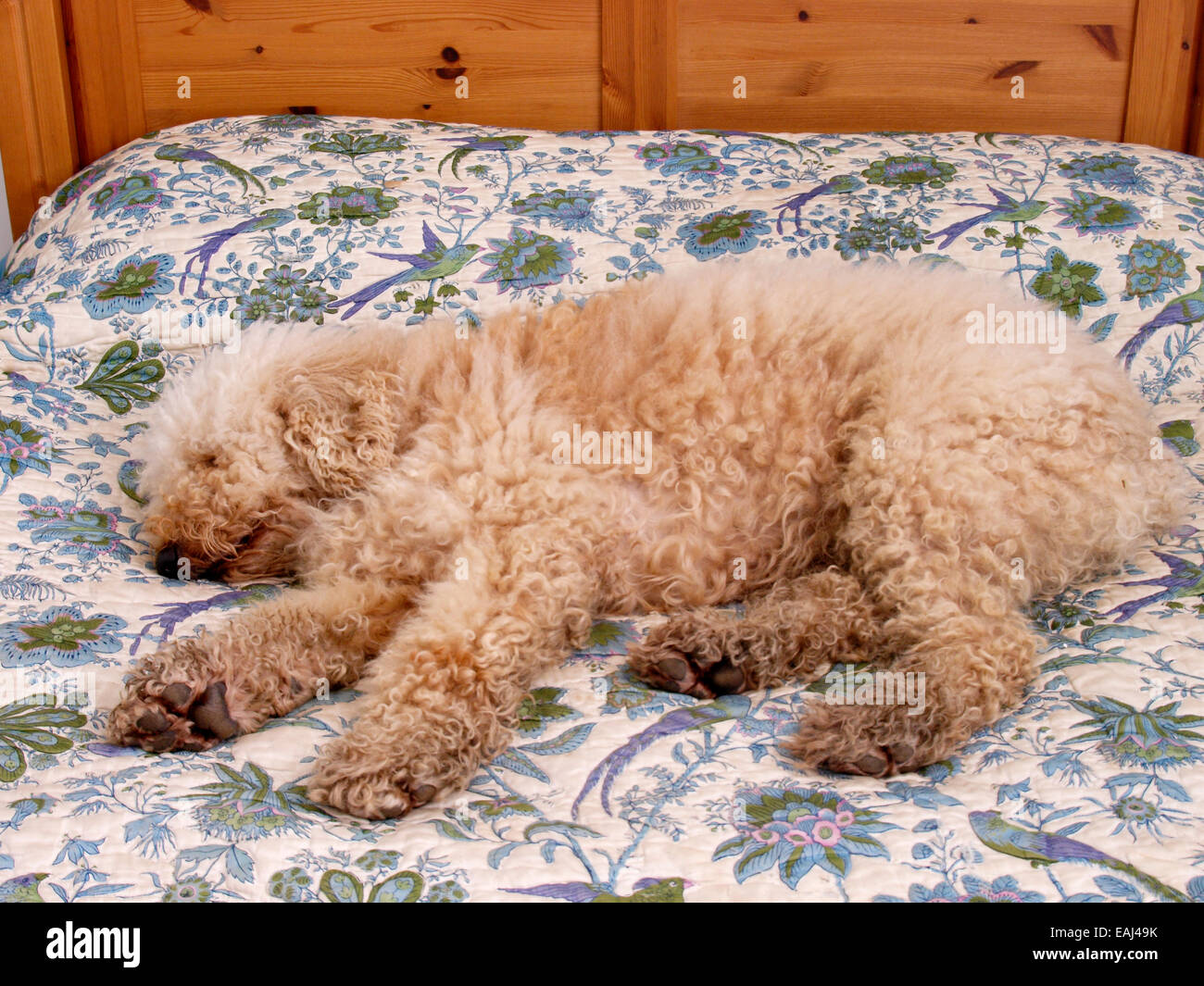 Lagotto Romagnolo perro dormido en la cama, Reino Unido Foto de stock