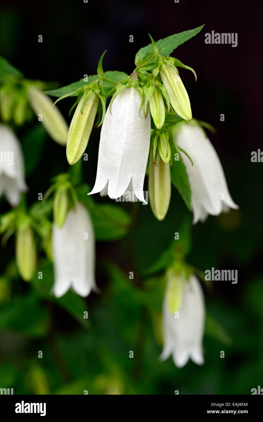 Flores de campana fotografías e imágenes de alta resolución - Alamy