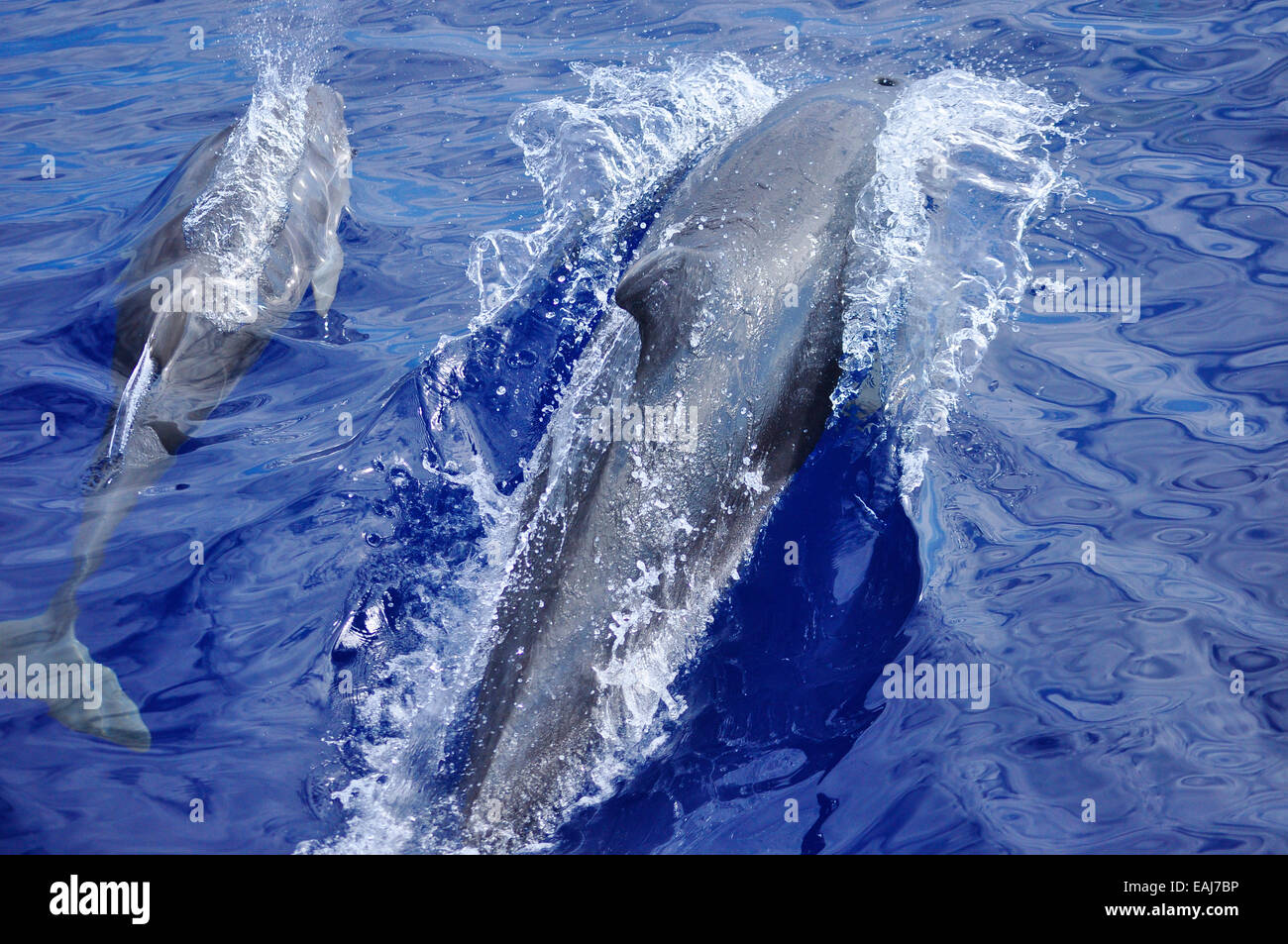 Madre y juveniles de delfines mulares ( Tursiops truncatus ) salen a la superficie para respirar. Foto de stock