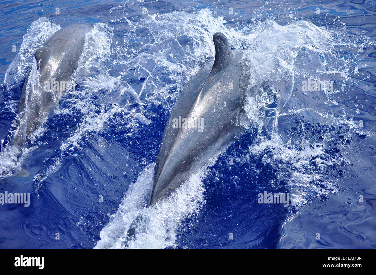 Madre y juveniles de delfines mulares ( Tursiops truncatus ) salen a la superficie para respirar. Foto de stock