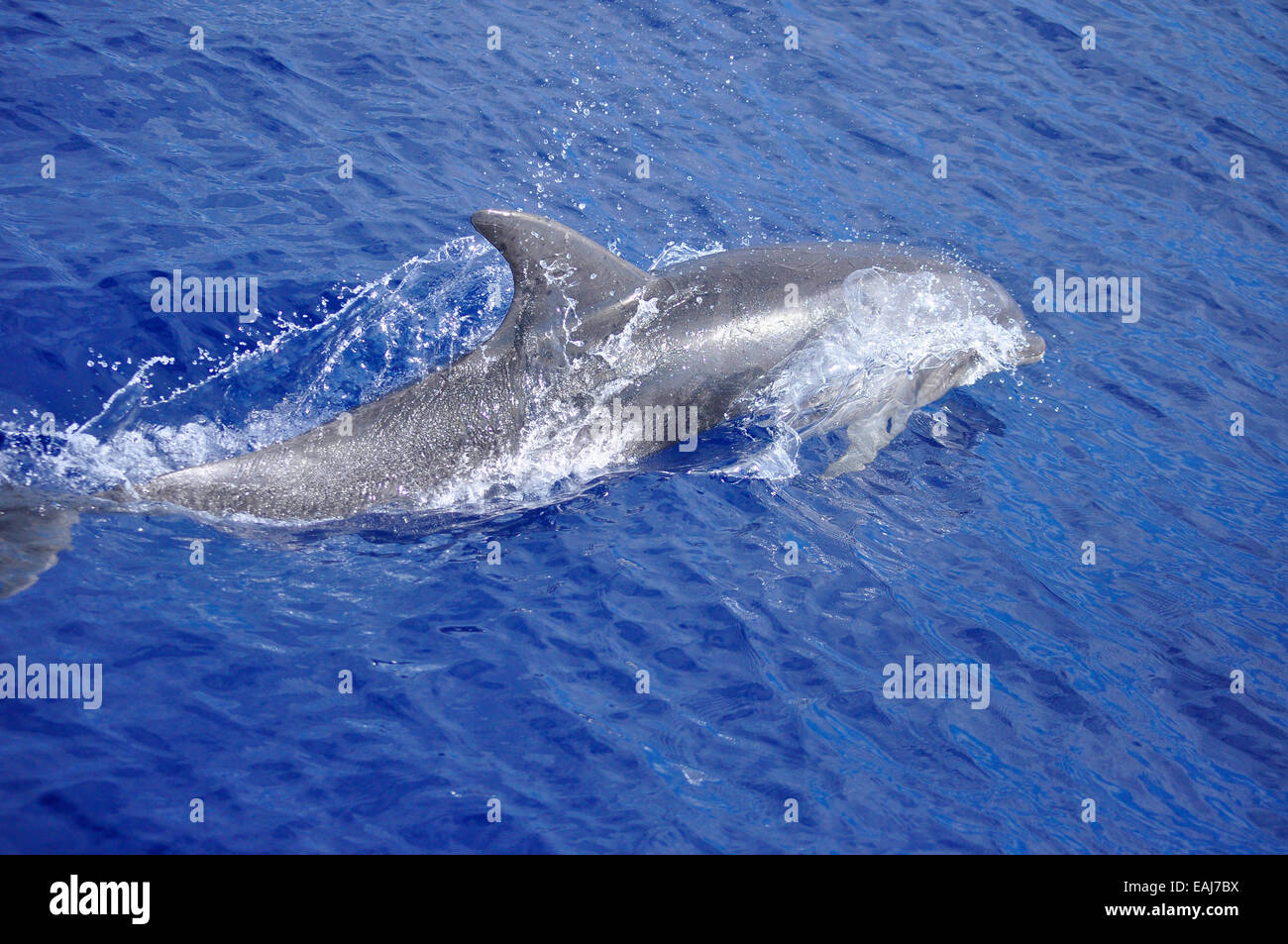 Delfín nariz de botella ( Tursiops truncatus ) de la costa oeste de la isla La Palma sale a la superficie para respirar. Foto de stock