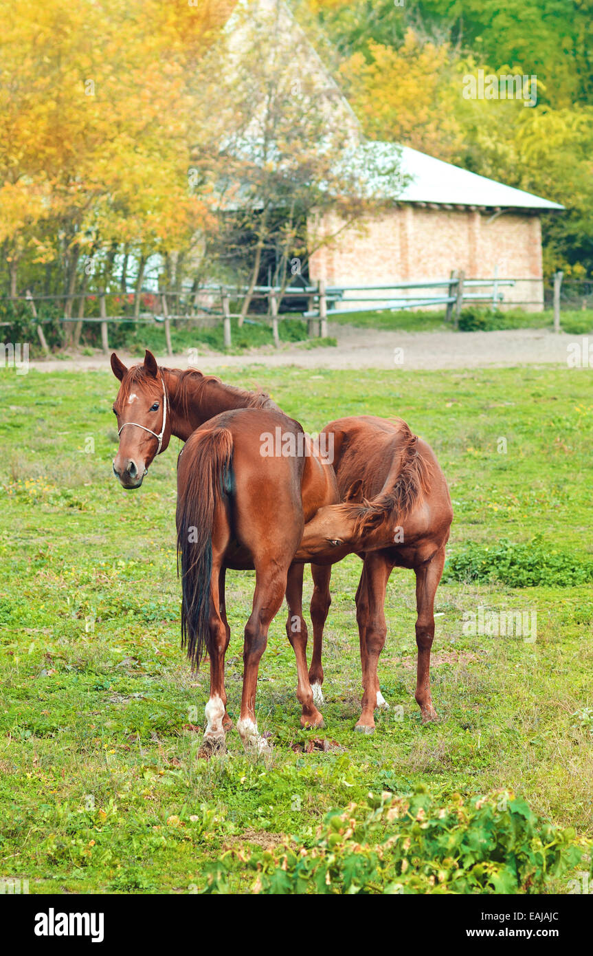 Castaño marrón caballo potro chupar de Mare en la granja rancho Foto de stock