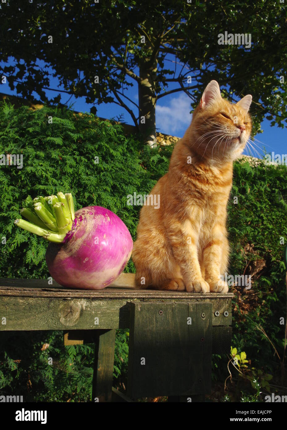 Ginger cat y enorme nabo Foto de stock