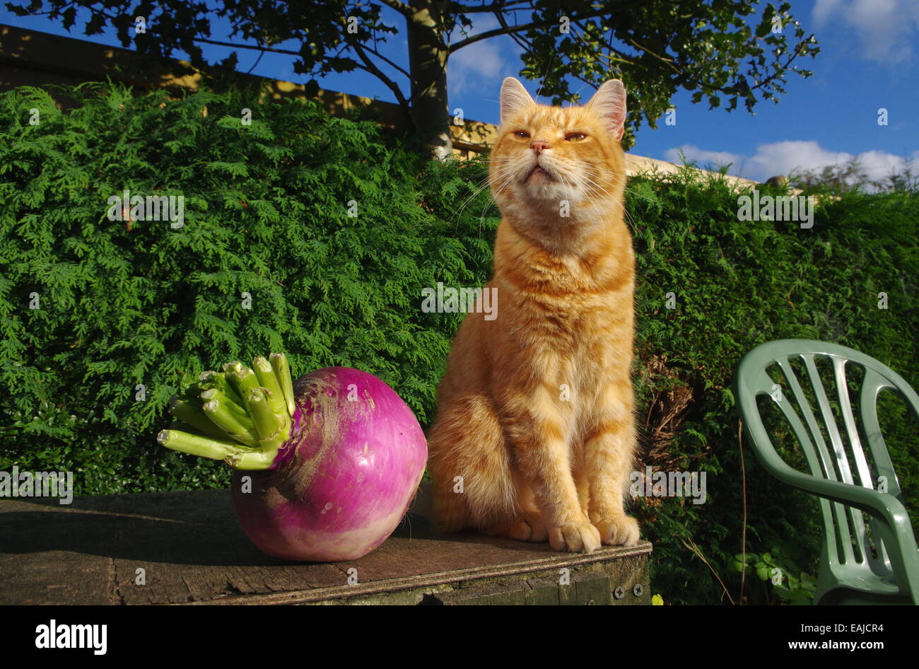 Ginger cat y enorme nabo Foto de stock