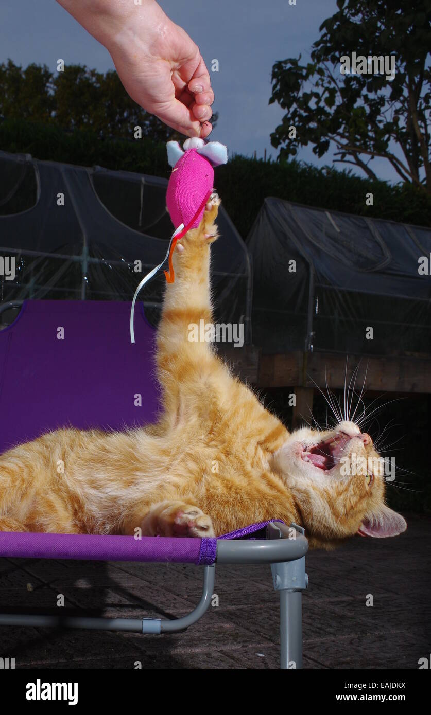 Jengibre Gato jugando con el ratón de juguete Foto de stock