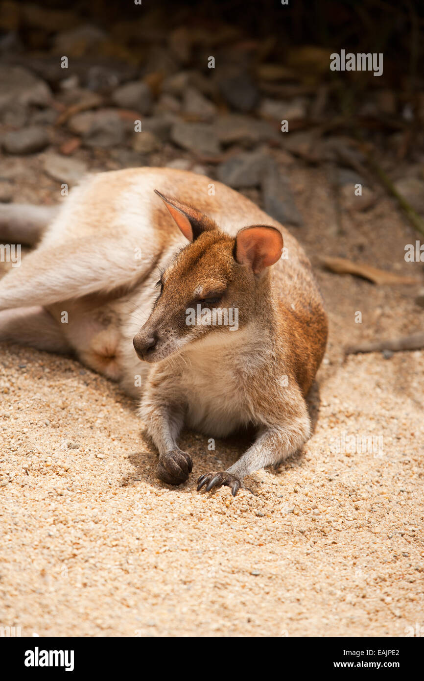 Parma wallaby descansando Foto de stock