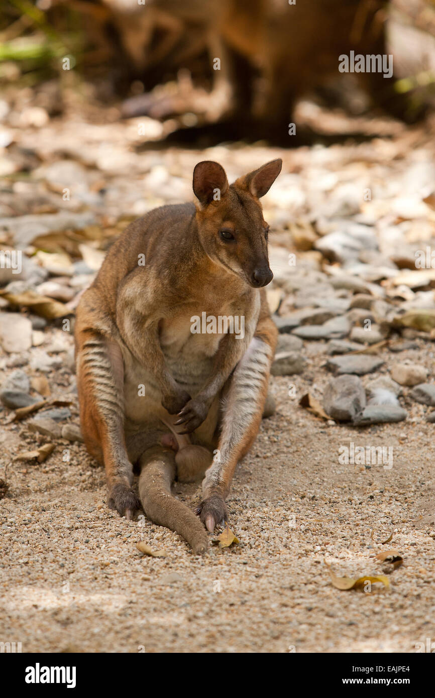 Wallaby Foto de stock