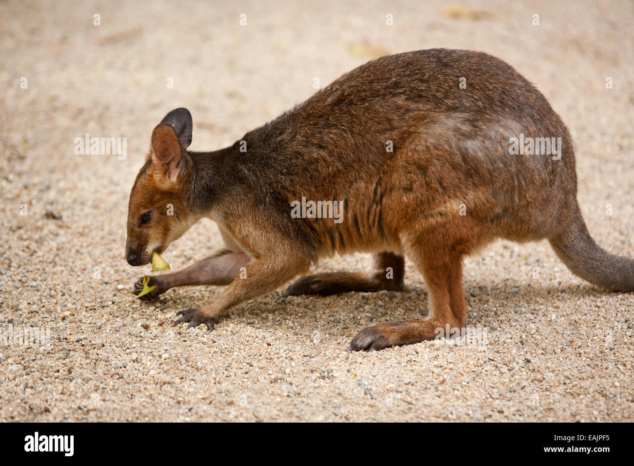 Parma wallaby materna Foto de stock