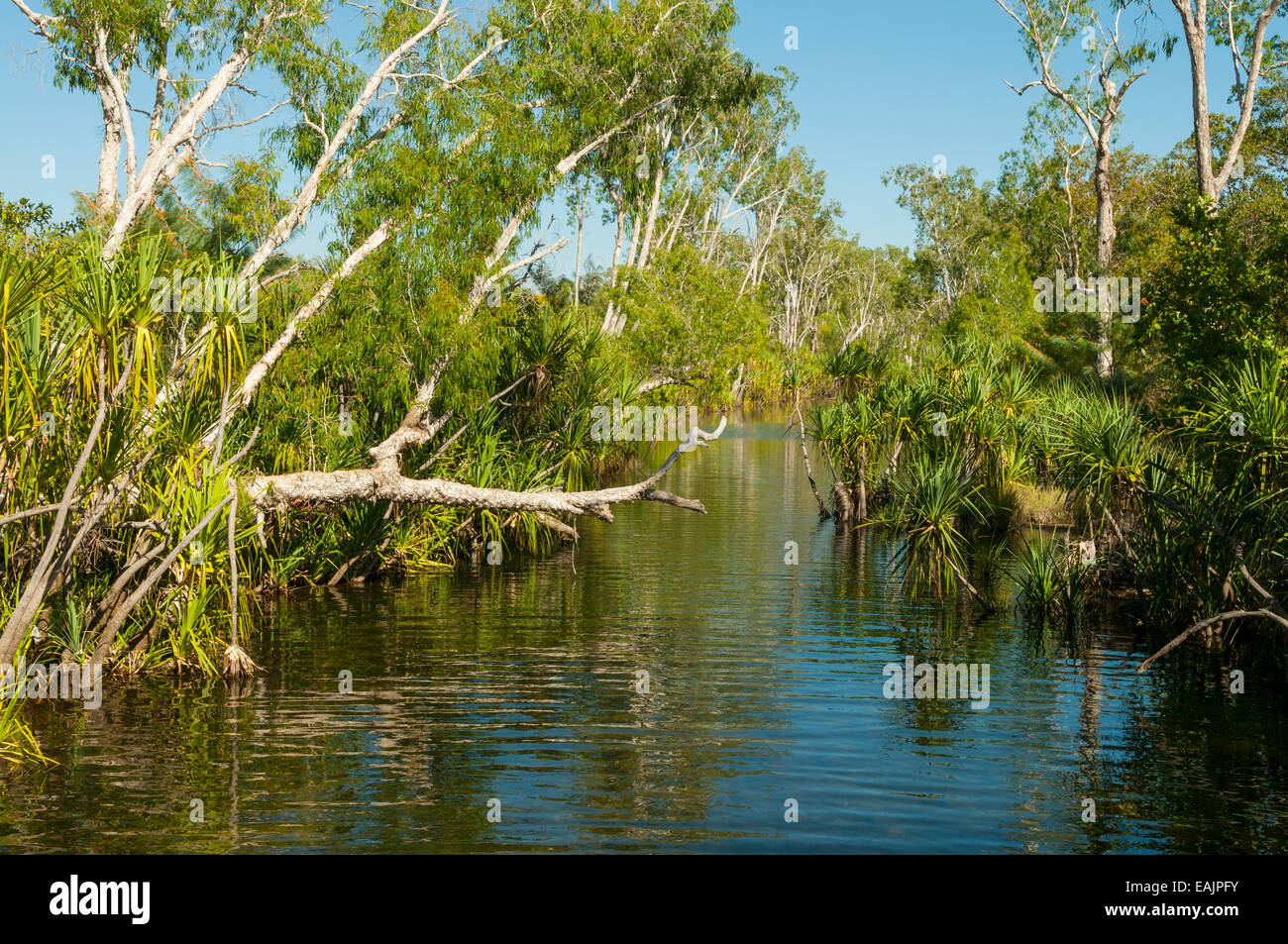 Edith River, Parque Nacional Nitmiluk, NT, Australia Foto de stock