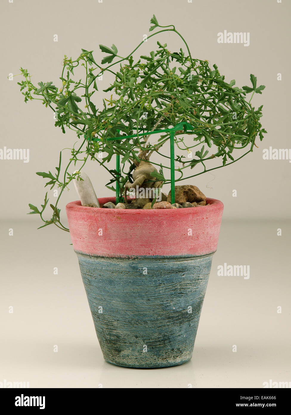 Macetas con plantas caudiciform Foto de stock