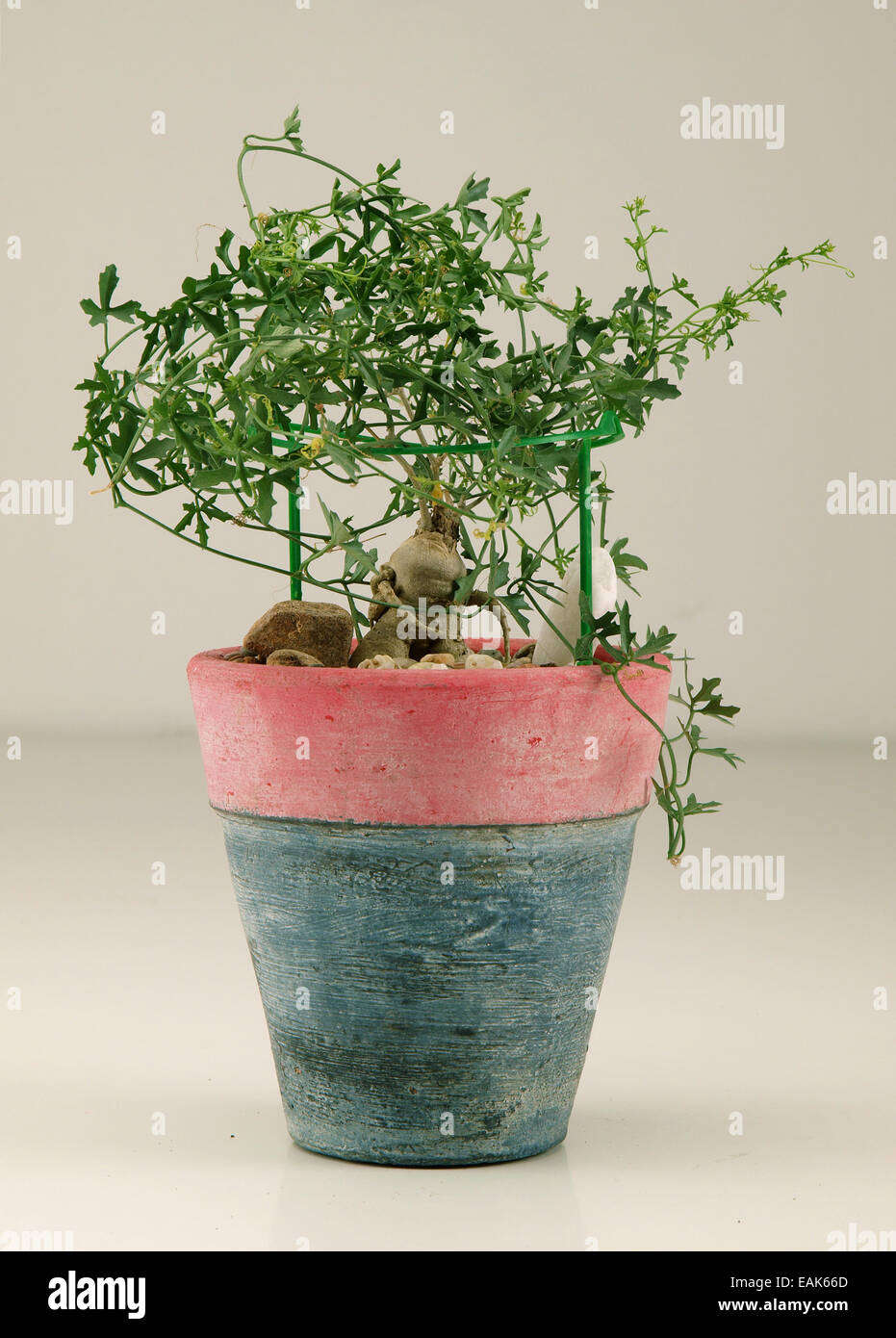 Macetas con plantas caudiciform Foto de stock