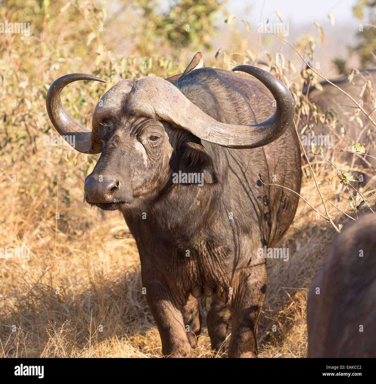 El Parque Nacional Kruger, Sudáfrica - El búfalo africano también conocido como Cabo búfalo Syncerus caffer caffer o. Foto de stock