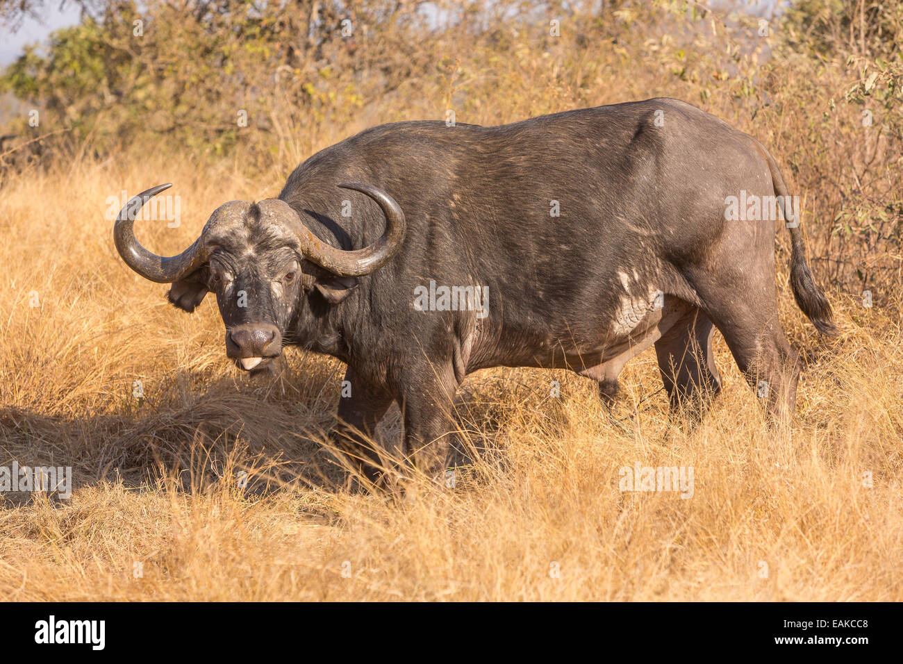 El Parque Nacional Kruger, Sudáfrica - El búfalo africano también conocido como Cabo búfalo Syncerus caffer caffer o. Foto de stock