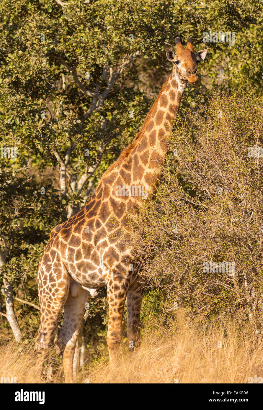 El Parque Nacional Kruger, Sudáfrica - jirafa en Bush. Foto de stock