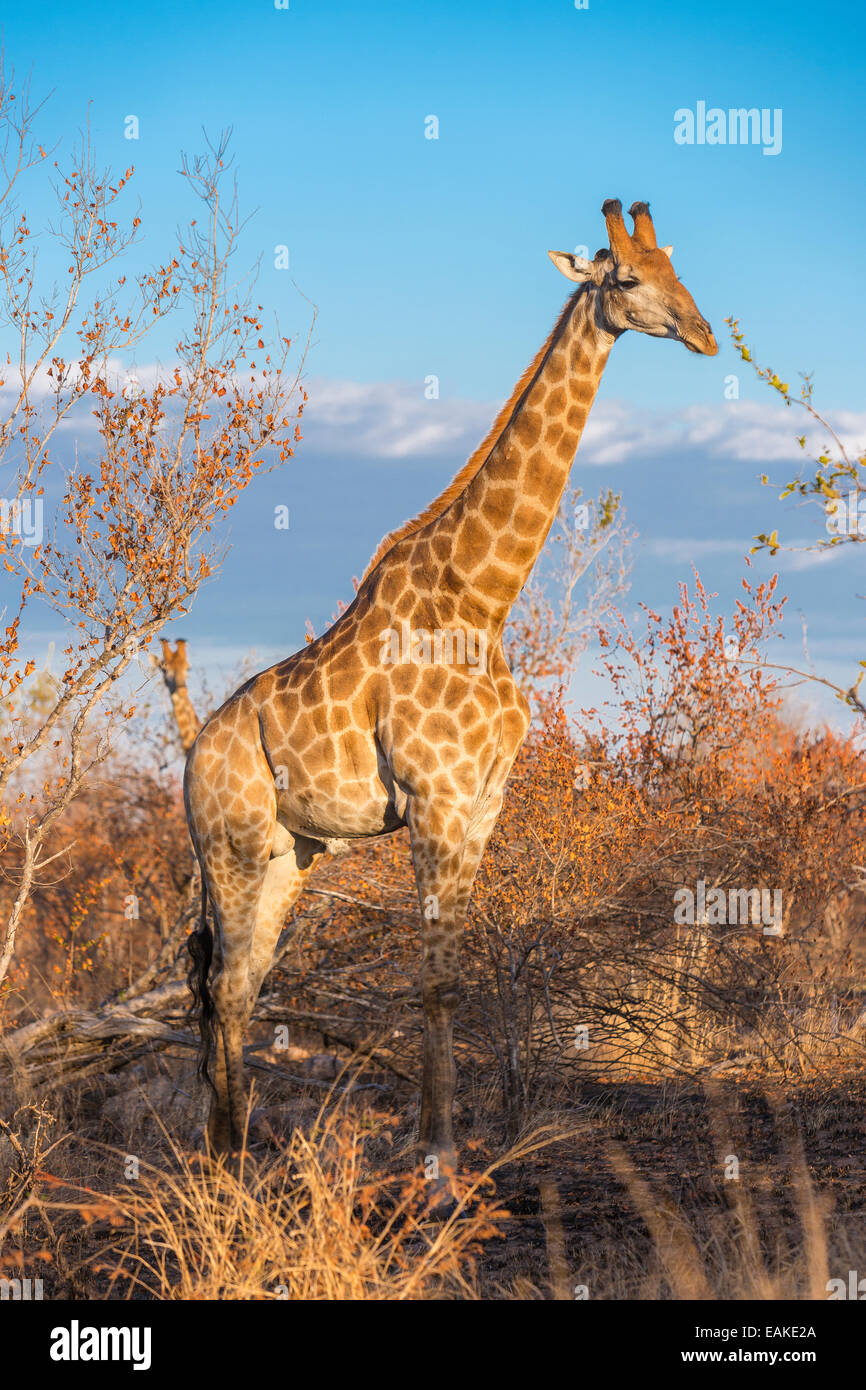 El Parque Nacional Kruger, Sudáfrica - jirafa Foto de stock
