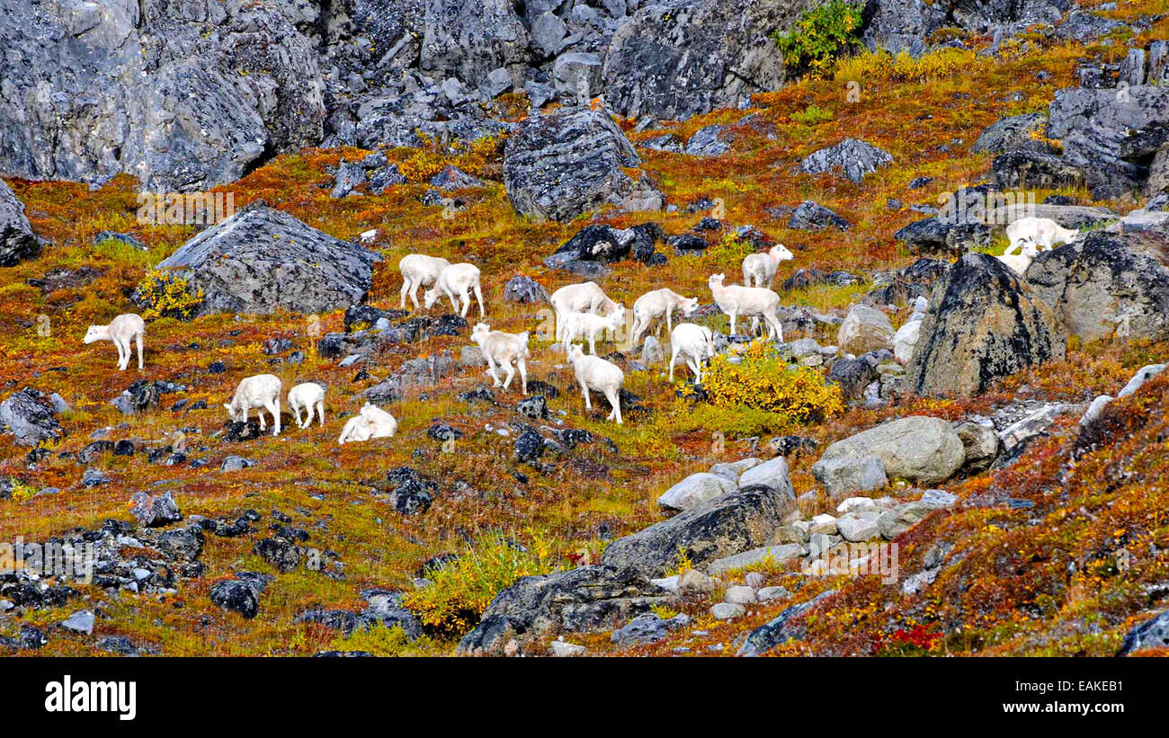 Dall sheep forraje de líquenes sobre la ladera de una montaña a las puertas del Parque Nacional del Ártico y preservar en Alaska. Foto de stock
