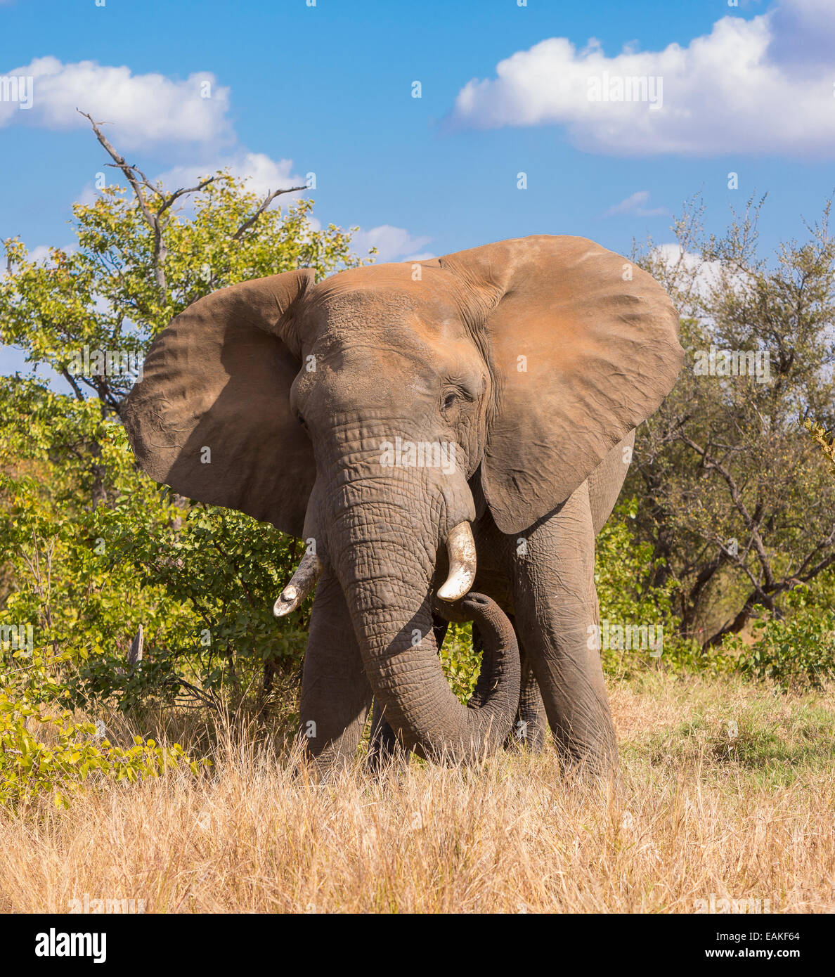 El Parque Nacional Kruger, Sudáfrica - El elefante Foto de stock