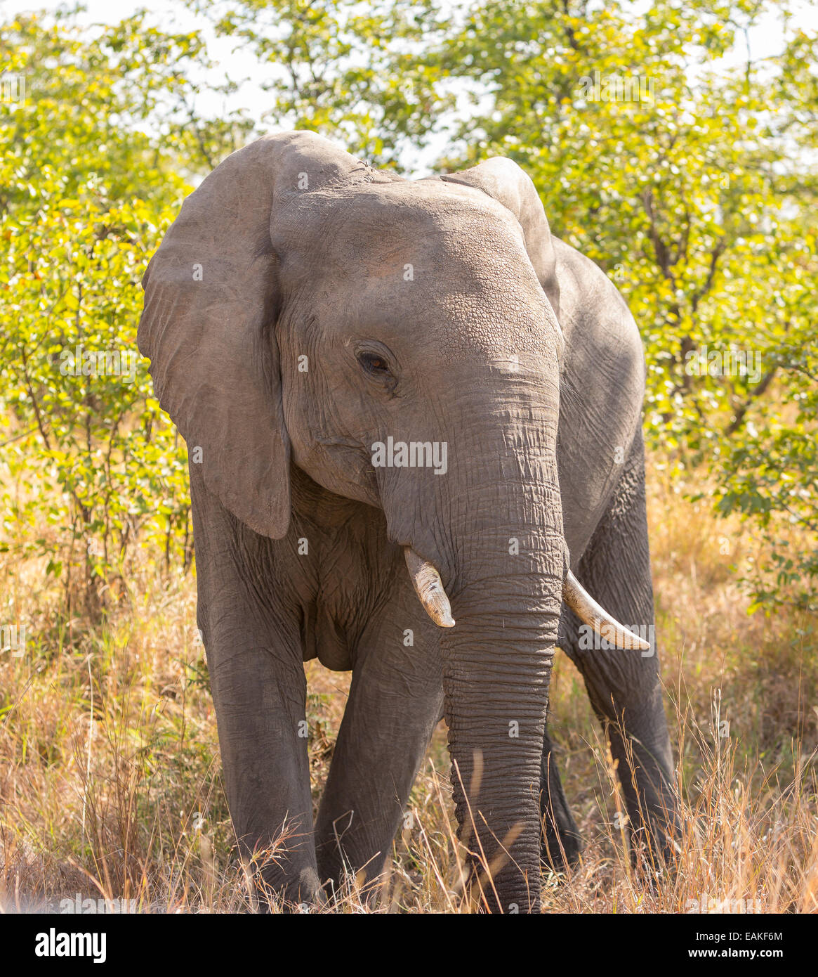 El Parque Nacional Kruger, Sudáfrica - El elefante africano. Foto de stock