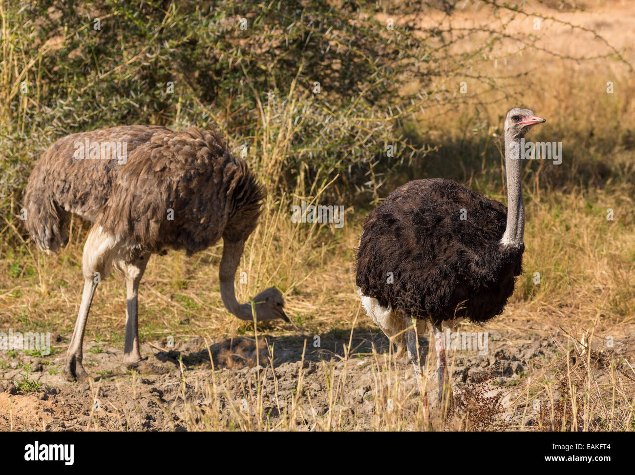 El Parque Nacional Kruger, Sudáfrica - avestruz común, una gran ave no voladora, Struthio camelus. Foto de stock