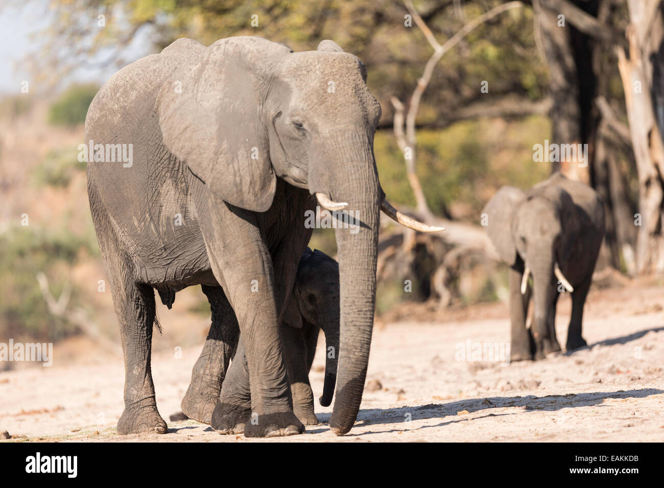 Con dos elefantes bebés en las orillas del río Chobe, cerca de la ciudad de Kasane en Botswana Foto de stock